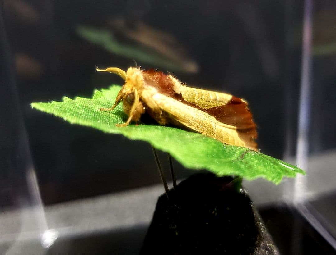 くなりみい出品 立体標本8点