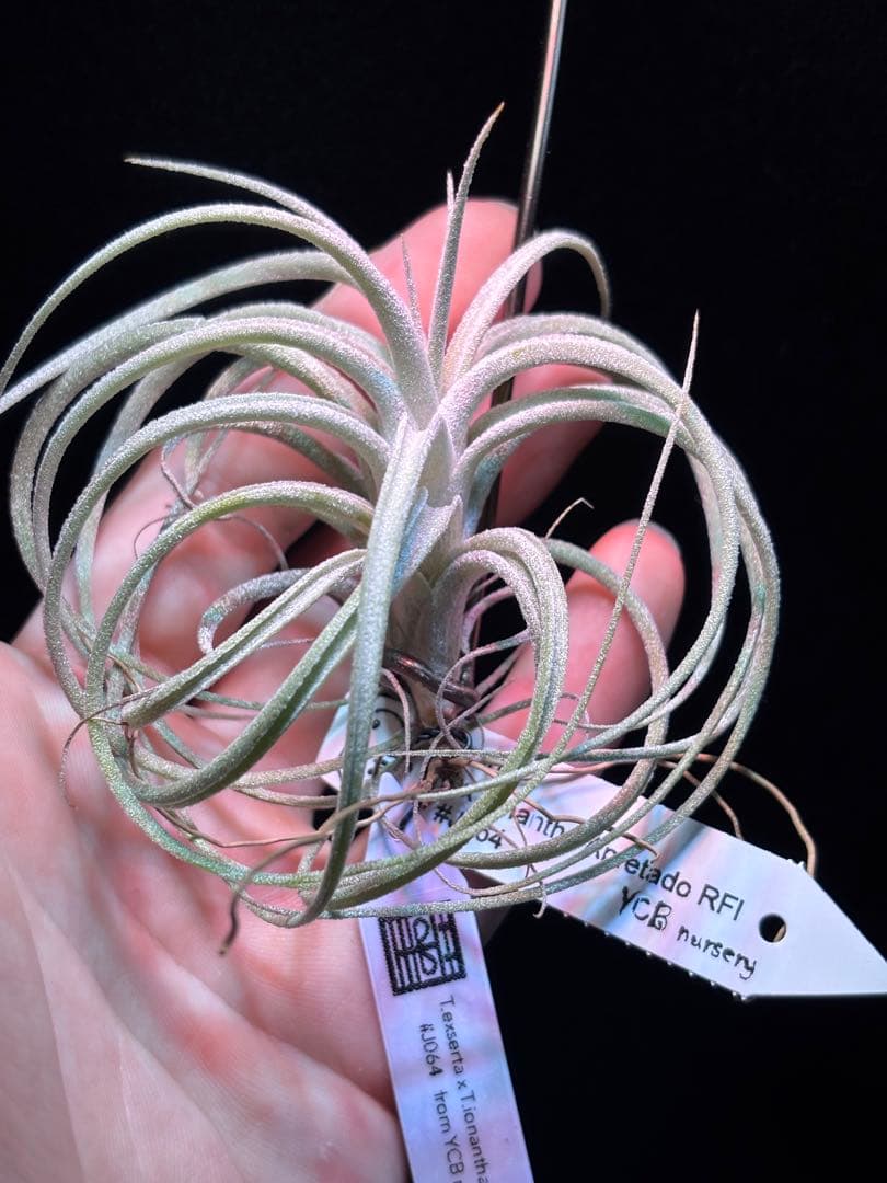 ブロメリア・エアープランツ Tillandsia exserta x 'Apretado RFI' YCB