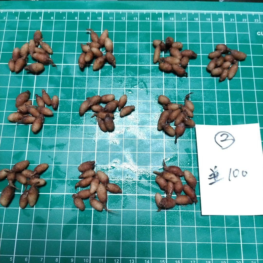 サギソウ　タピ