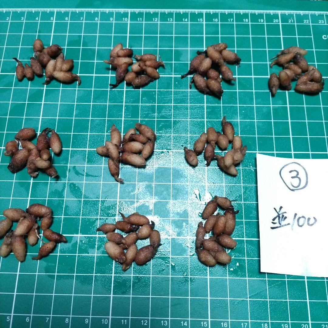 サギソウ　タピ