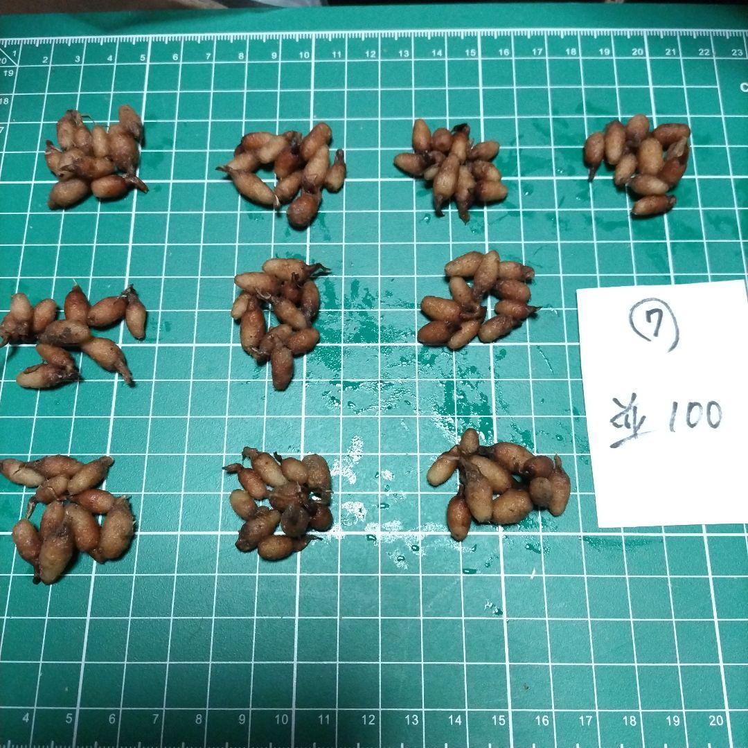 サギソウ　タピ