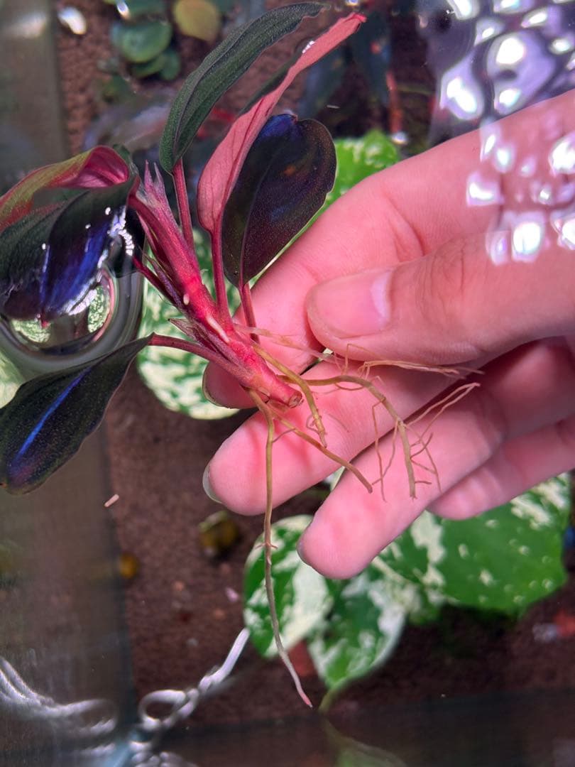 よしおページムーンライト、シルバーパウダー、パープルメタリックミッドナイト