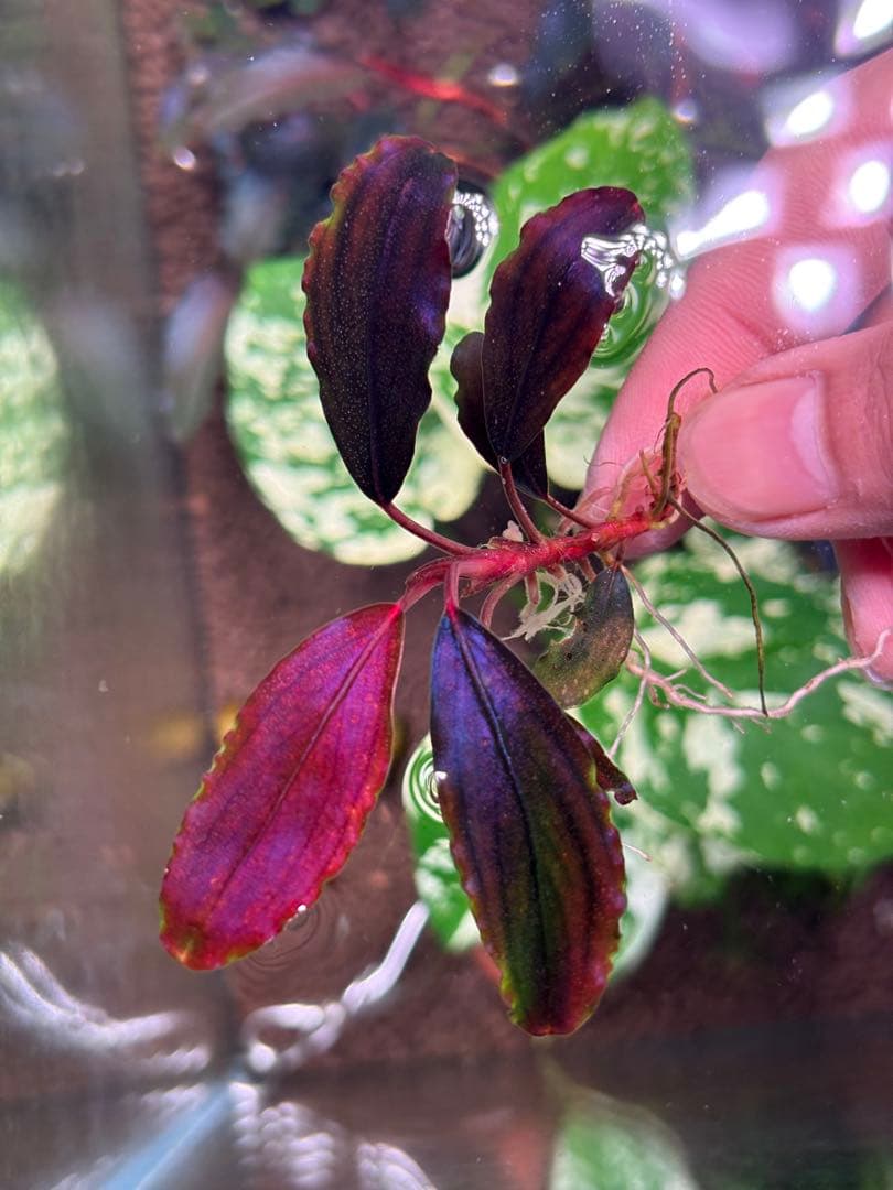 よしおページムーンライト、シルバーパウダー、パープルメタリックミッドナイト