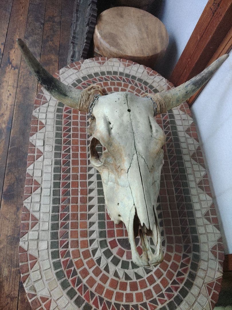 希少　スカルヘッド　バッファロー　本物　頭蓋骨　ヴィンテージ　アンティーク