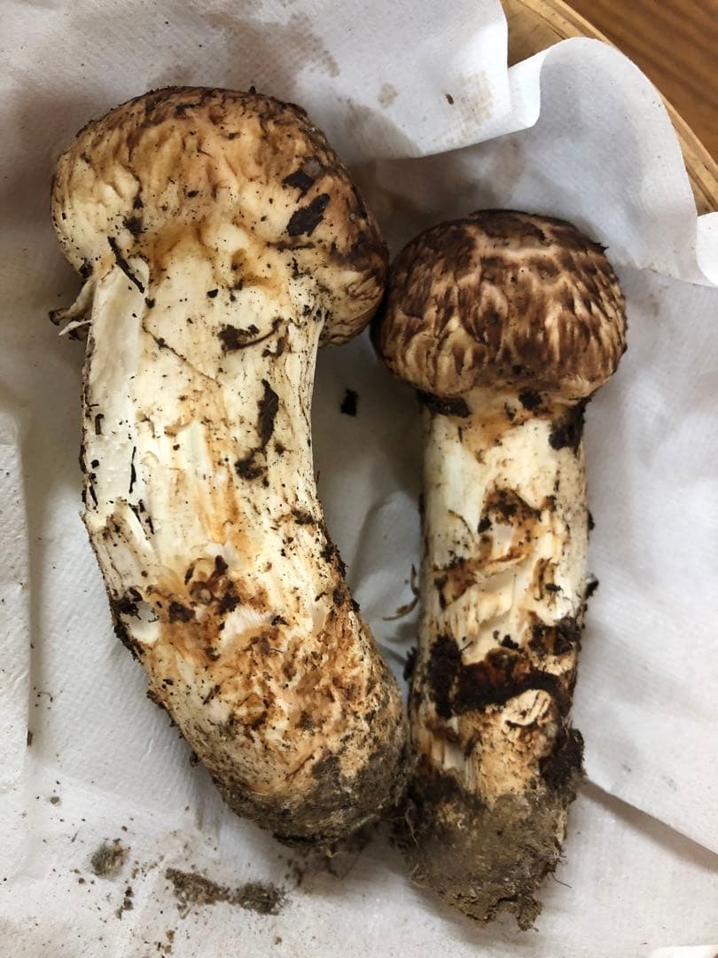 岩手県産　一級天然松茸（186g）③