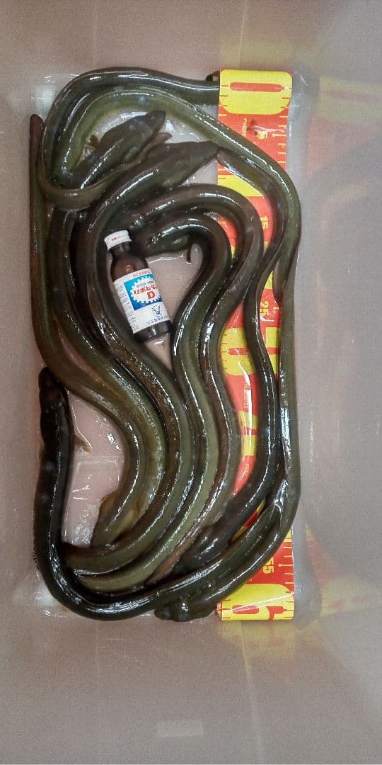 天然うなぎ　冷凍　大~特大　まとめて10本　約600gを捌いて2600g