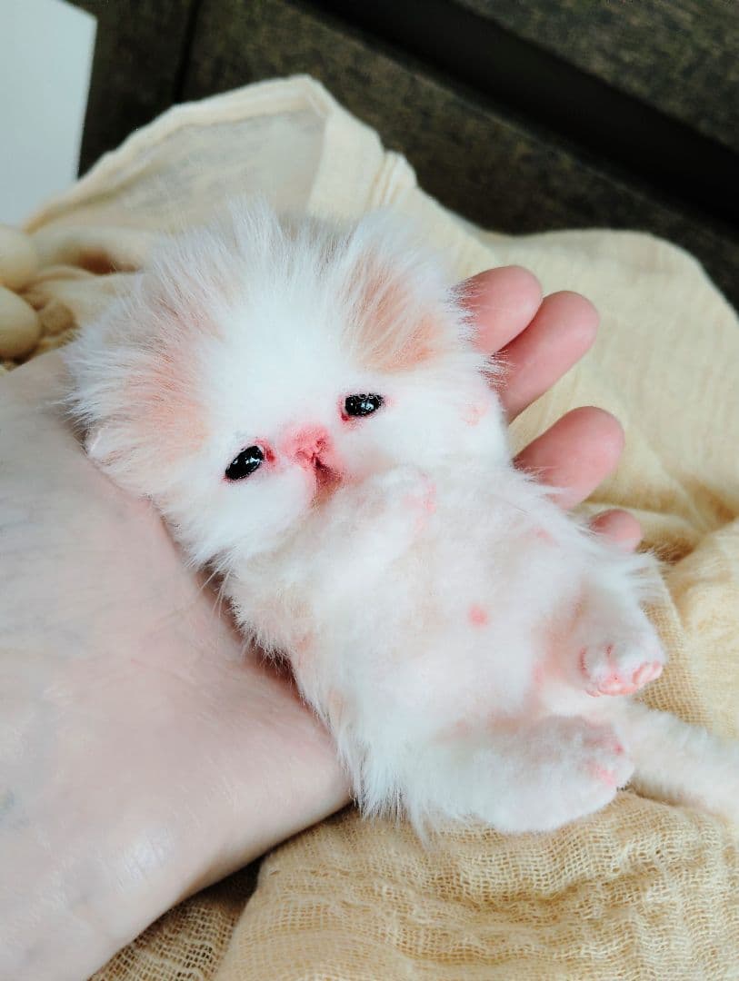 むぎゅサイズ♡お腹ぽっこり♡赤ちゃん子猫のキキちゃん♡アートドール♡ぬいぐるみ♡