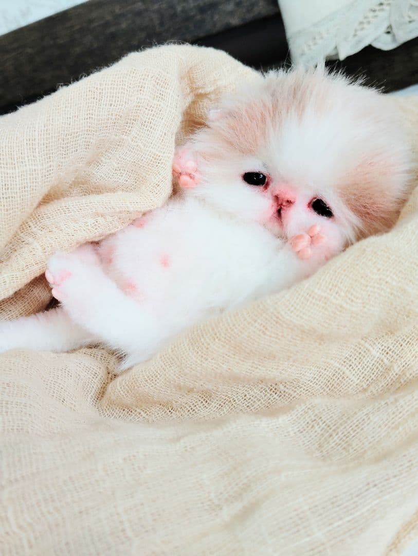 むぎゅサイズ♡お腹ぽっこり♡赤ちゃん子猫のキキちゃん♡アートドール♡ぬいぐるみ♡