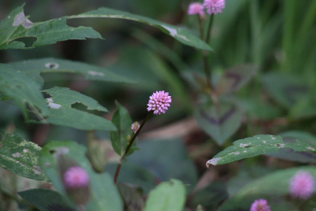 PENTAX K-M CCDデジタル一眼 FA28-80 レンズ付　動作します。