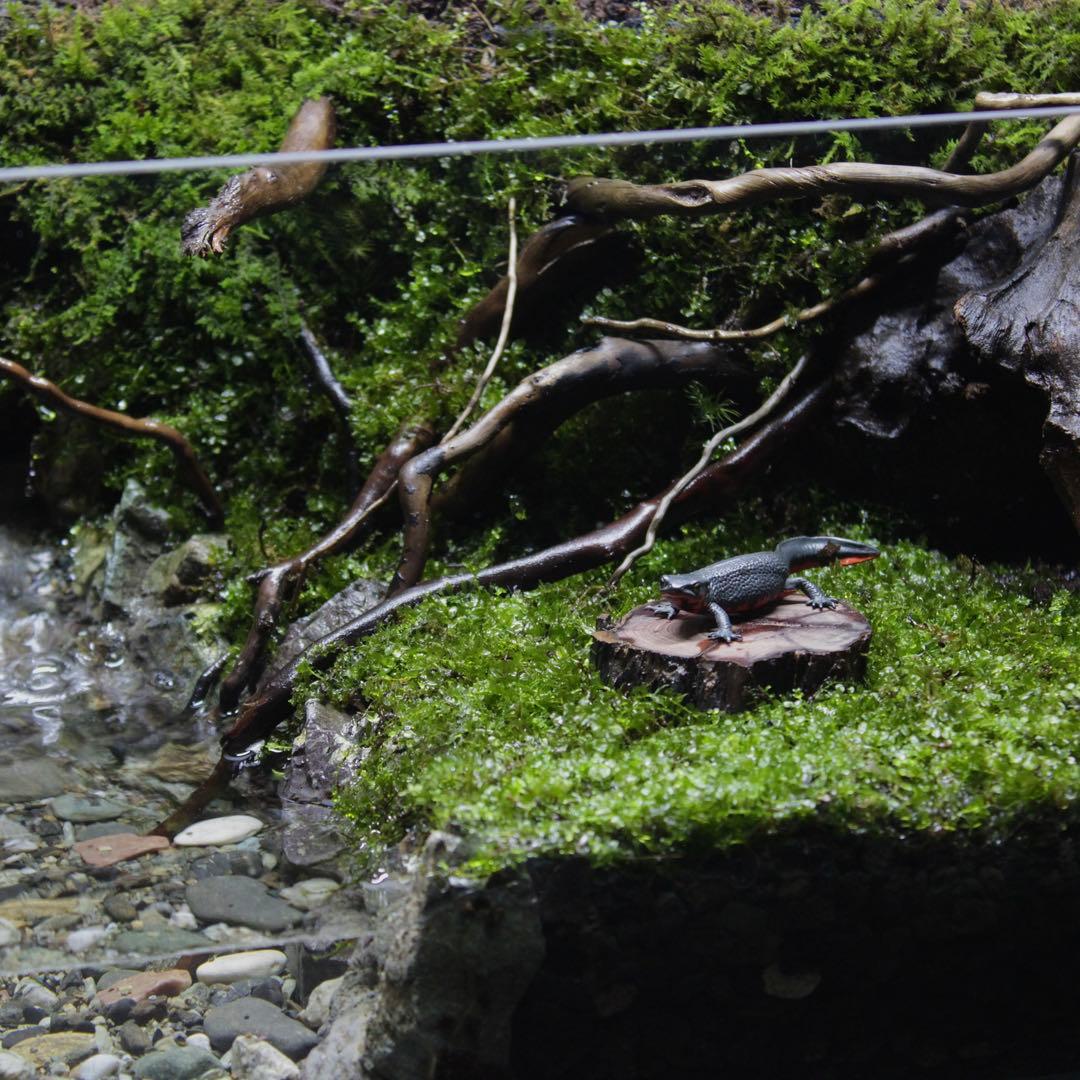 凛1.11　アクアテラリウム