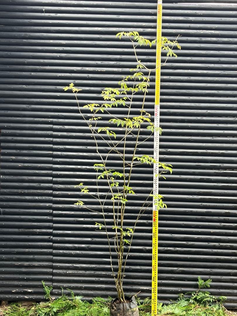 山採り天然　アオダモ　６本株立　50