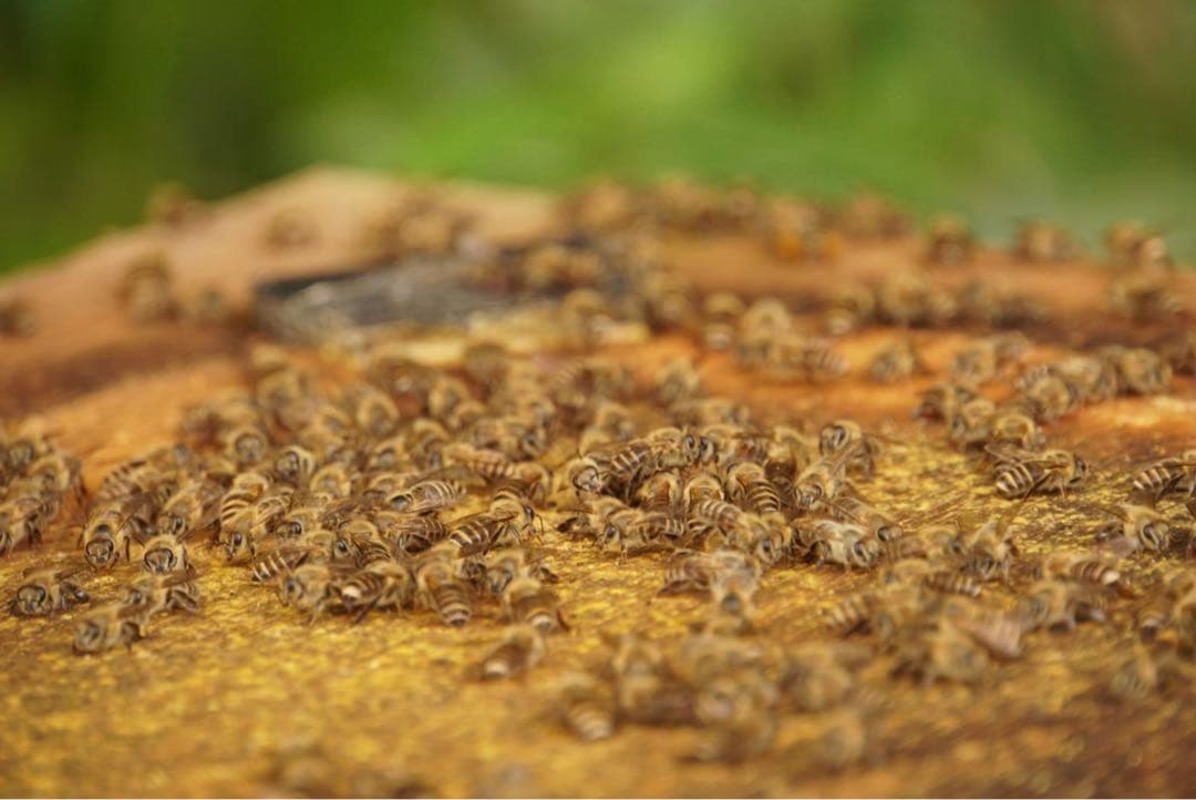 はちみつ　日本蜜蜂のハチミツ　奥山の蜂蜜　花粉入り