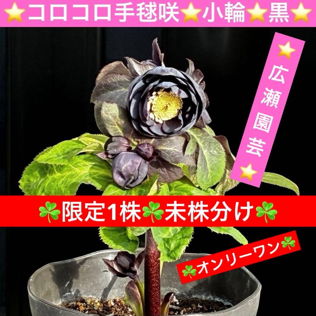 か*ん様 3453☘️限定1株☘️未株分け☘️花付き☘️⭐️コロコロ手毬咲⭐️小