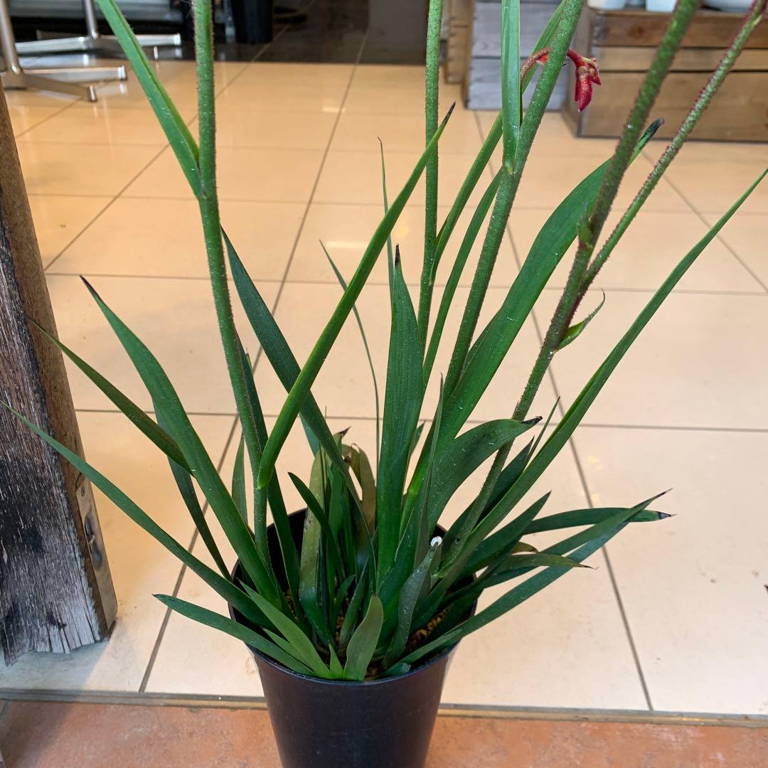 のこのこ　2点　ジョーロ、カンガルーポー赤