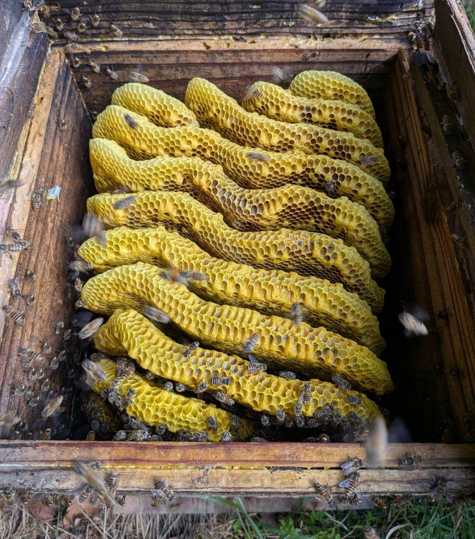 ニホンミツバチの蜂蜜　出不精ママ