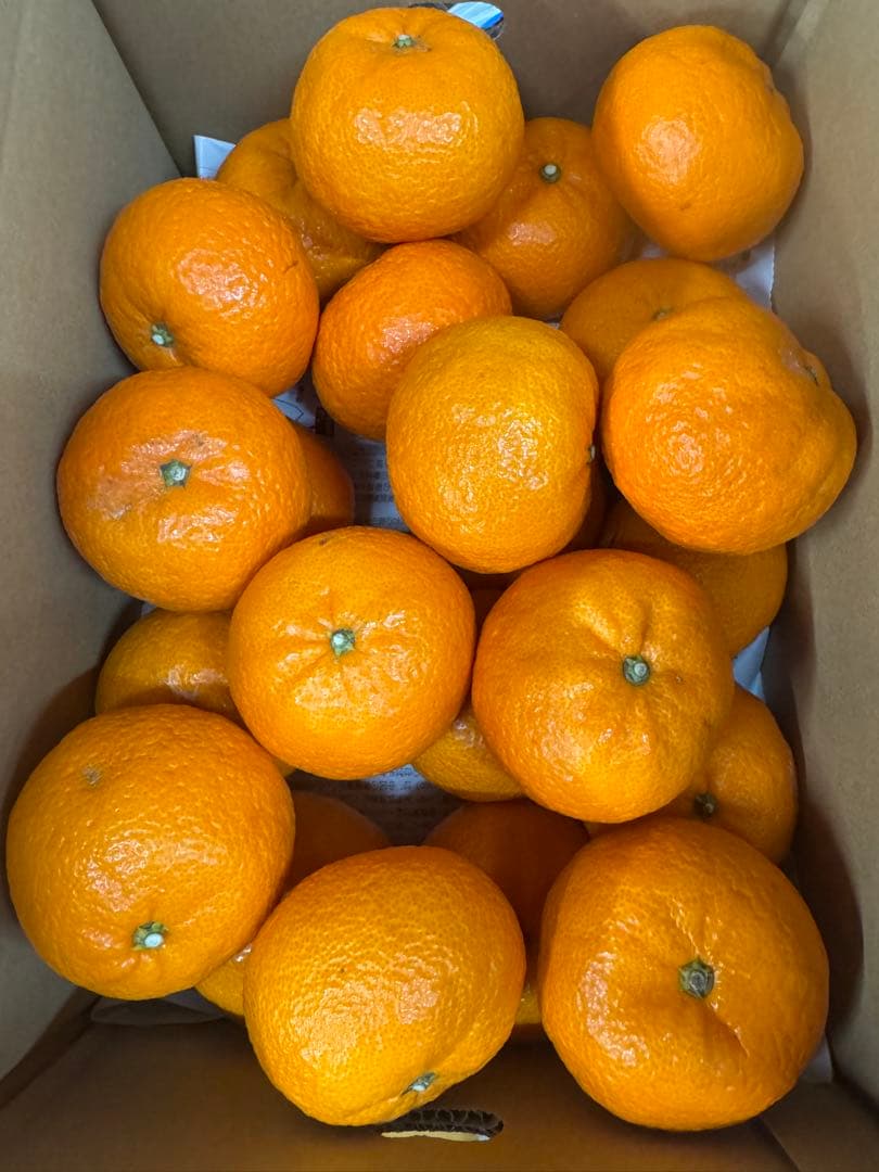 希少柑橘‼️高糖度柑橘‼️和歌山県產　津之輝5kg みかんキング