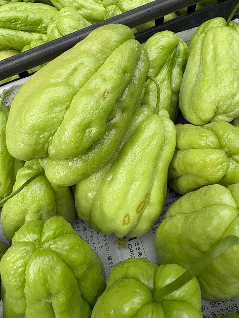 ハヤトウリ　ミクロマン　富士山麓産