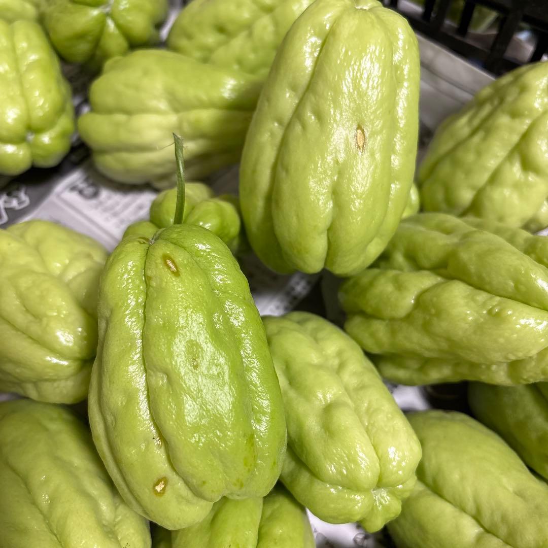 ハヤトウリ　ミクロマン　富士山麓産