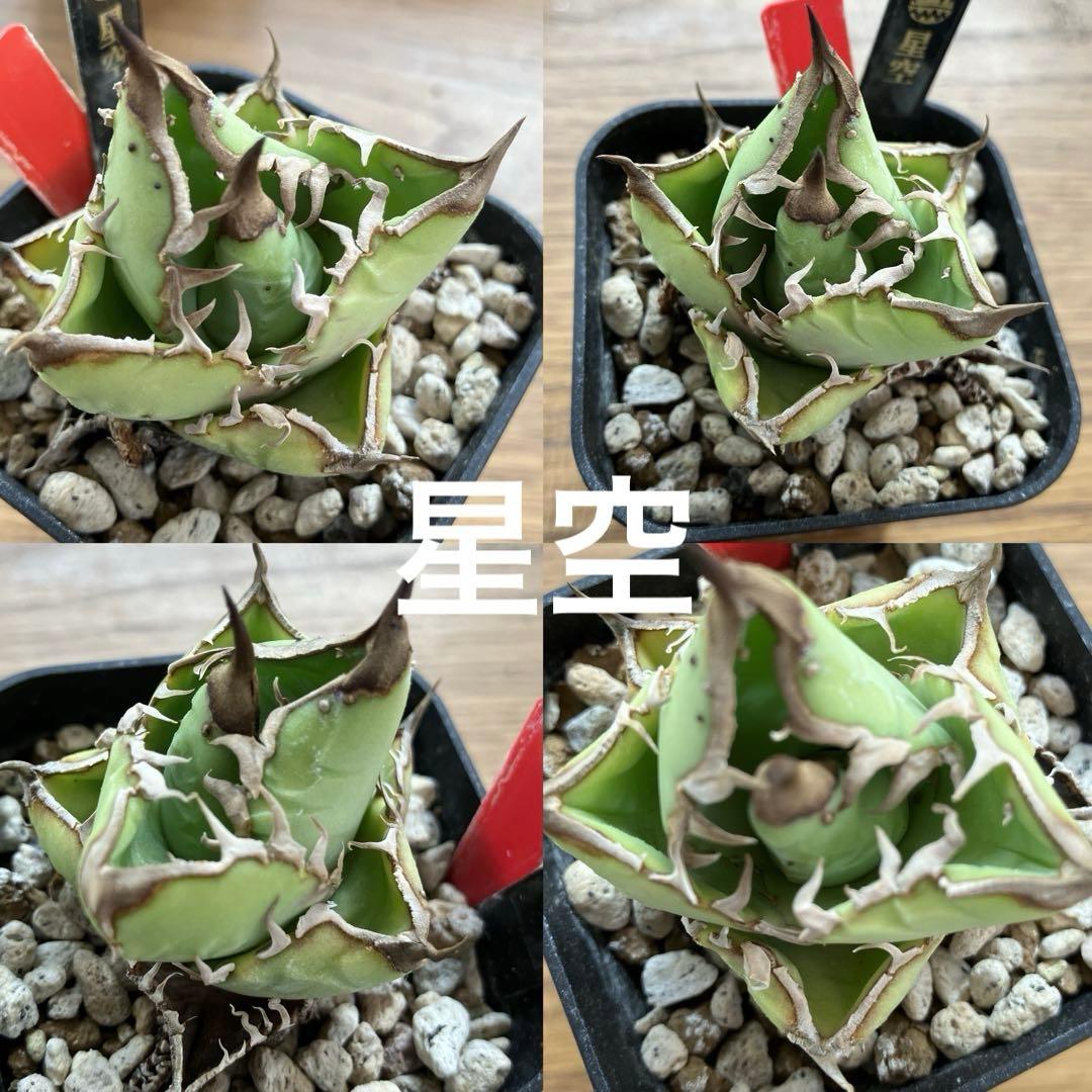 【初売りセット11】101 ぶつぶつ　アガベ　鰐亀/星空　　TC2株　上澳園芸