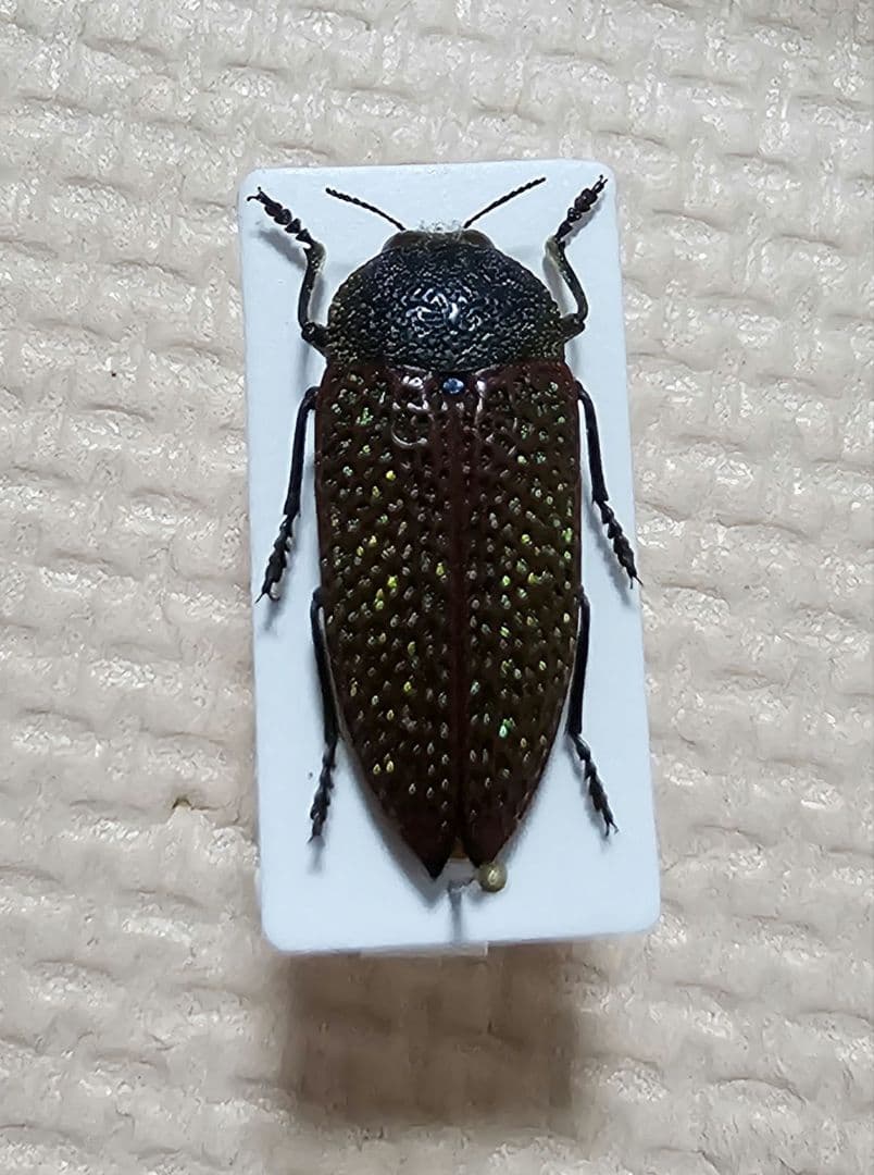 激レア　キラキラアラメムカシタマムシ　甲虫　標本　昆虫