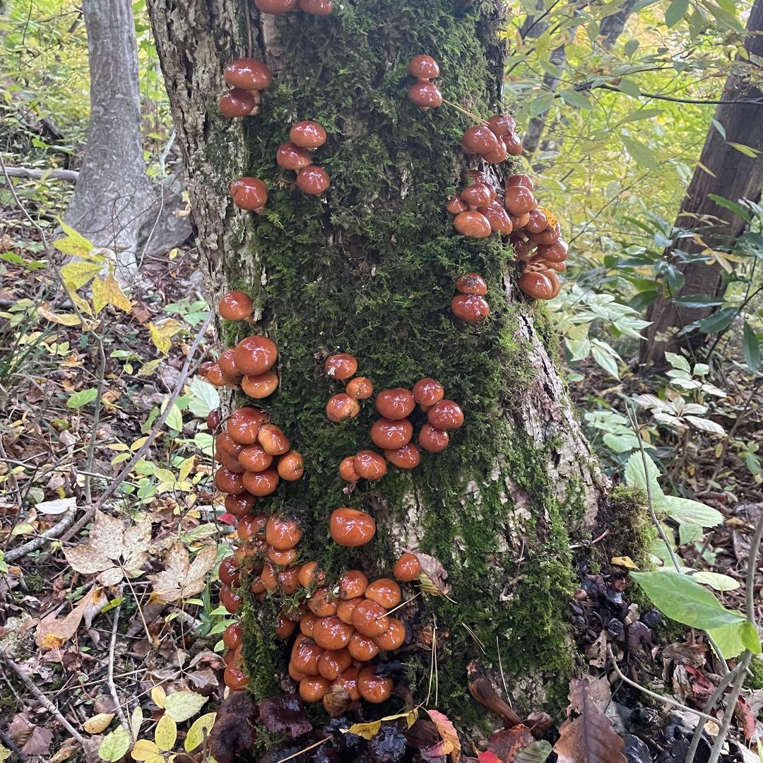 天然きのこ 天然なめこ なめこ ナメコ 山形県産 森の凛さん採取 その81