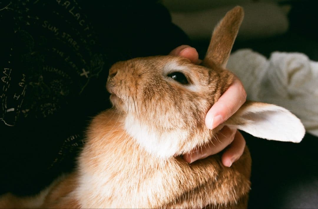 Nikon F5 ボディ 防湿庫保管 現像し動作確認済