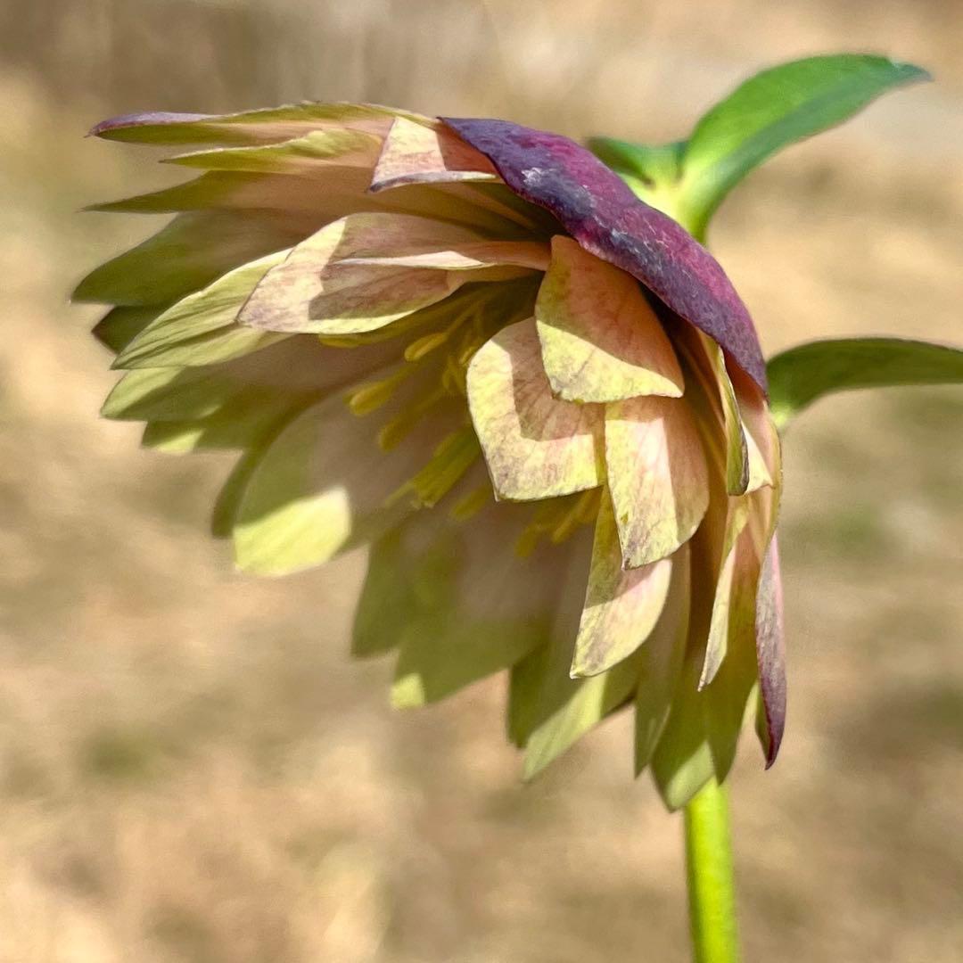 i*u様 ☘️蕾付き☘️3304⭐️超希少⭐️アンティークピエラ⭐️吉田園芸⭐️