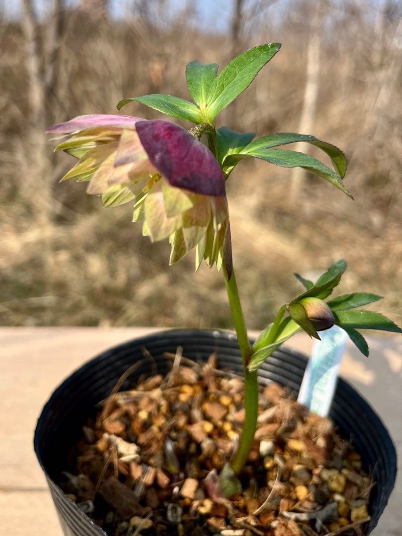 i*u様 ☘️蕾付き☘️3304⭐️超希少⭐️アンティークピエラ⭐️吉田園芸⭐️