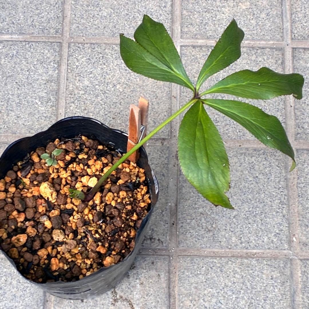 i*u様 ☘️蕾付き☘️3304⭐️超希少⭐️アンティークピエラ⭐️吉田園芸⭐️