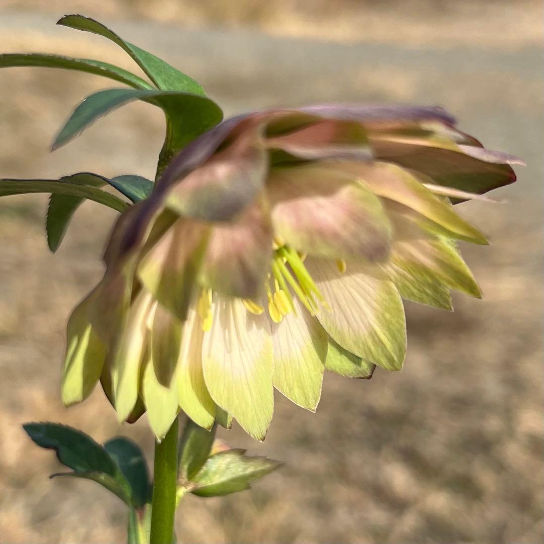 i*u様 ☘️蕾付き☘️3304⭐️超希少⭐️アンティークピエラ⭐️吉田園芸⭐️
