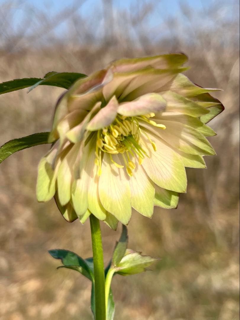 i*u様 ☘️蕾付き☘️3304⭐️超希少⭐️アンティークピエラ⭐️吉田園芸⭐️
