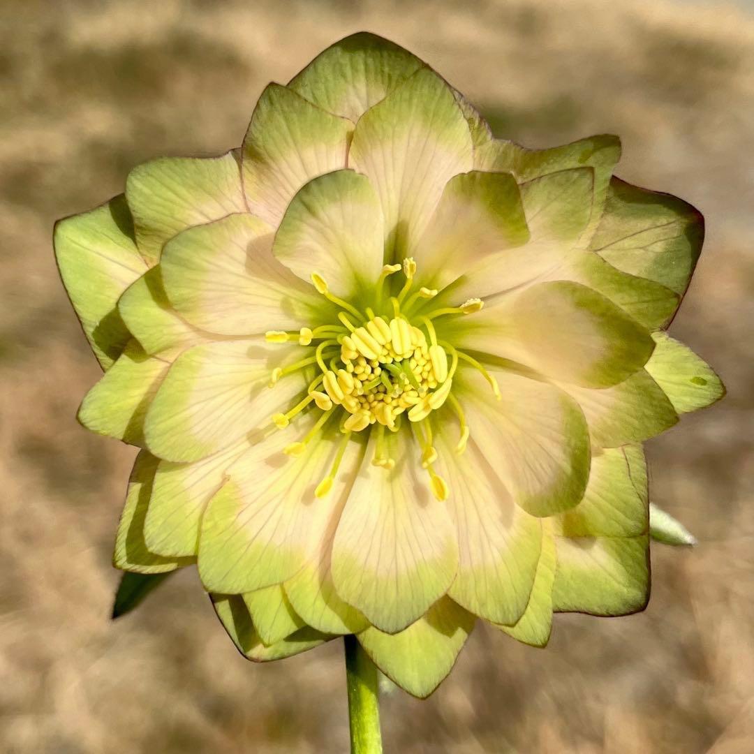 i*u様 ☘️蕾付き☘️3304⭐️超希少⭐️アンティークピエラ⭐️吉田園芸⭐️