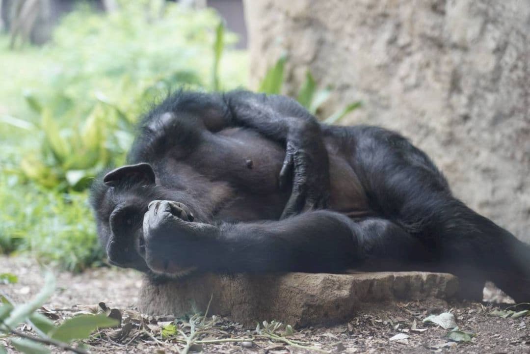 SONY ILCE−9 α9 レンズSEL24105Gセット