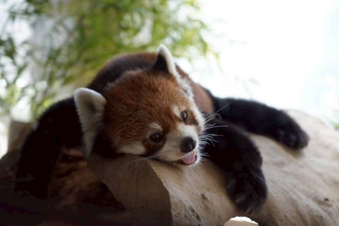 SONY ILCE−9 α9 レンズSEL24105Gセット