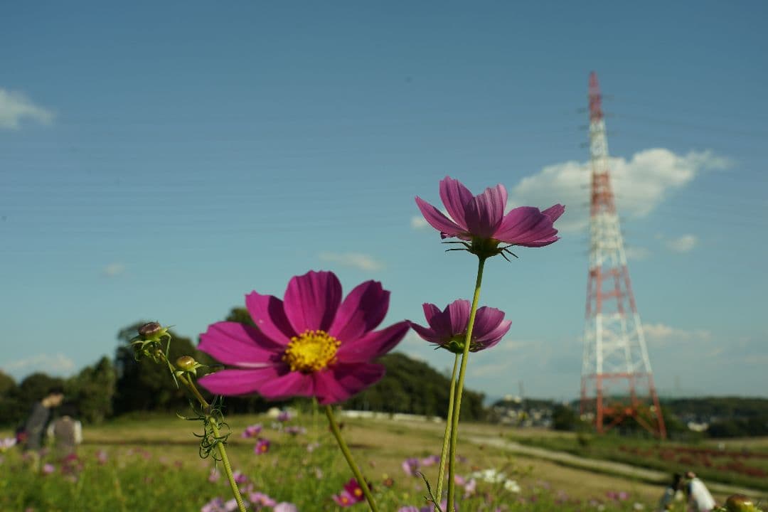 SONY ILCE−9 α9 レンズSEL24105Gセット