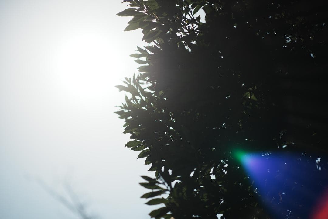 自然な光をそのまま Nikon Ai Nikkor 105mm F2.5