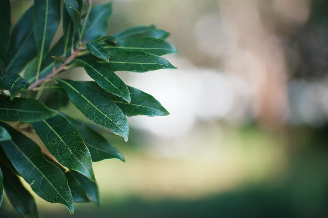 自然な光をそのまま Nikon Ai Nikkor 105mm F2.5