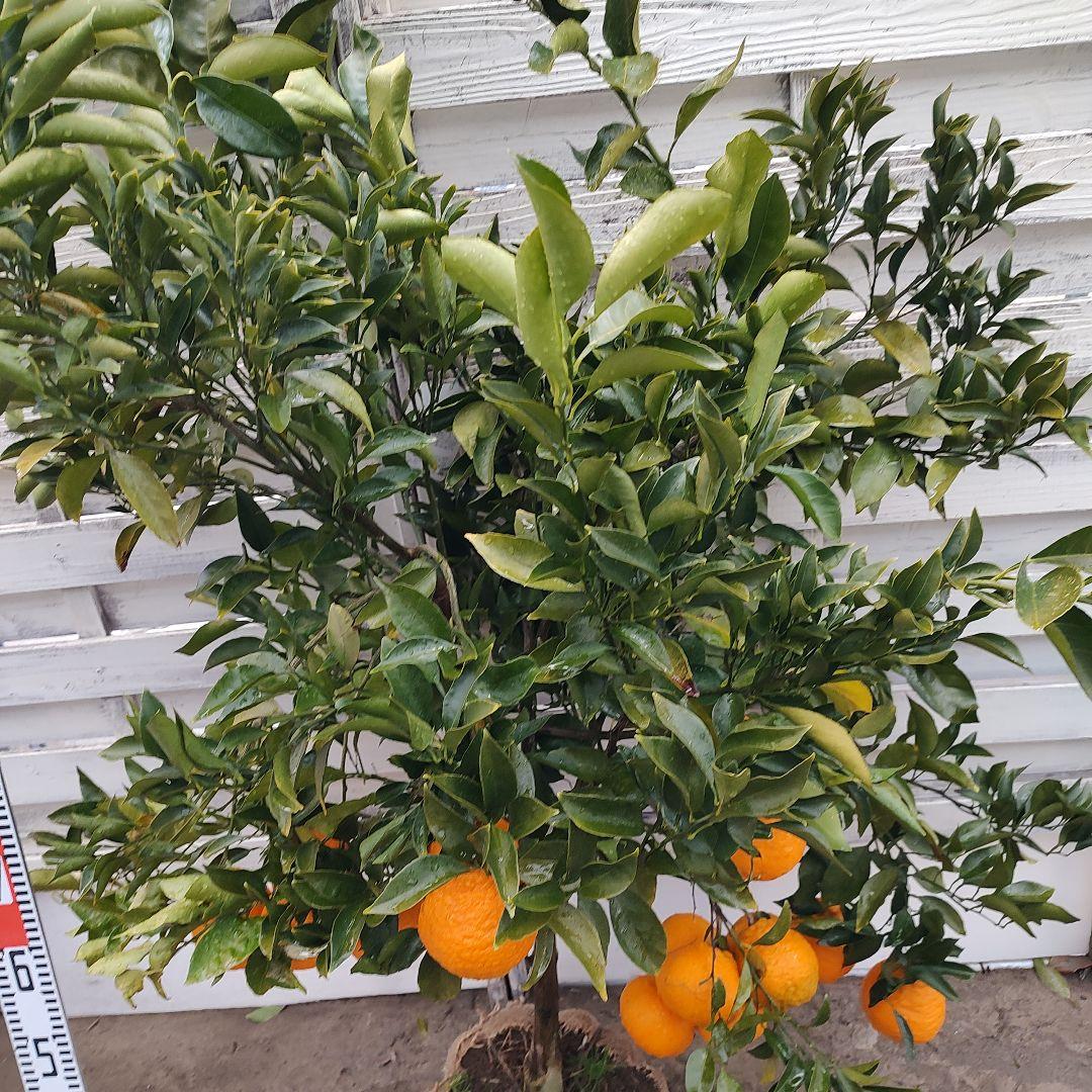 お気に入り～❤です 他の方は買えません