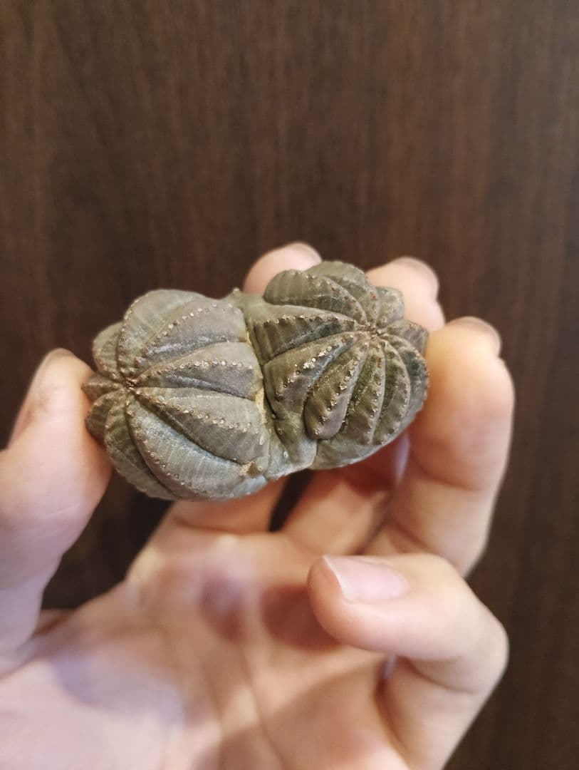 希少 ユーフォルビア オベサ ダブルベッド 発根済み