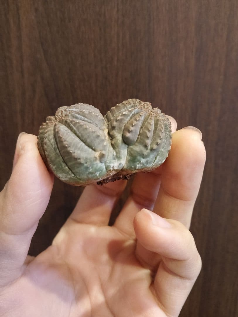 希少 ユーフォルビア オベサ ダブルベッド 発根済み