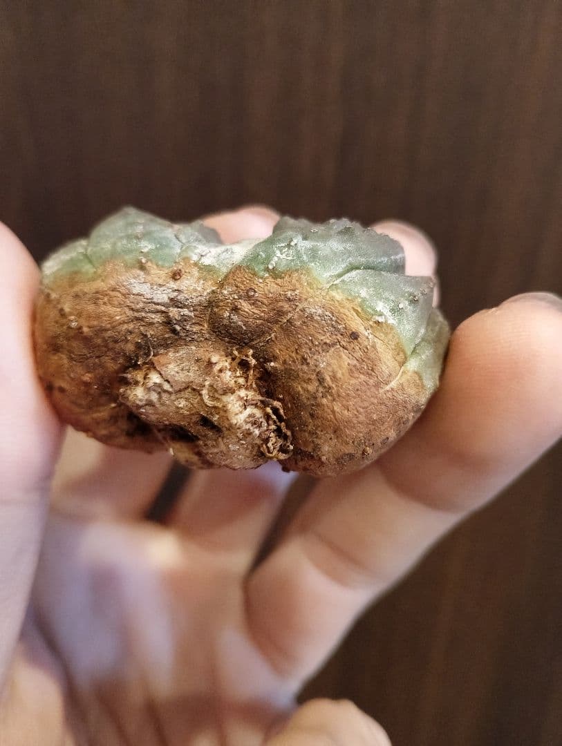 希少 ユーフォルビア オベサ ダブルベッド 発根済み