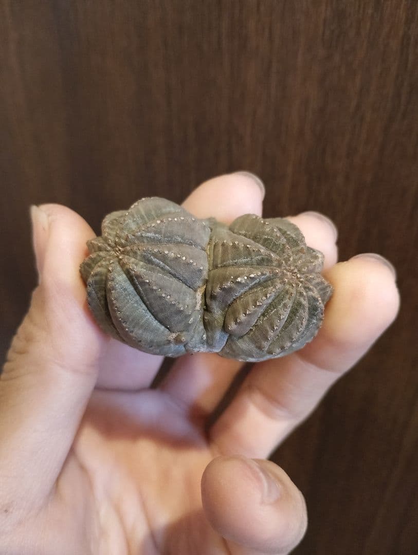 希少 ユーフォルビア オベサ ダブルベッド 発根済み