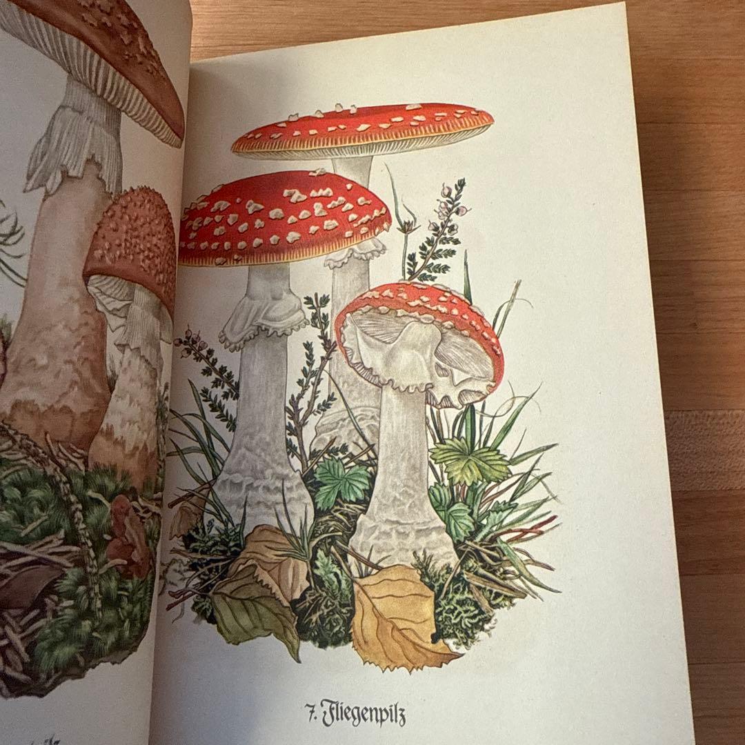 インゼル文庫　ドイツ　10冊