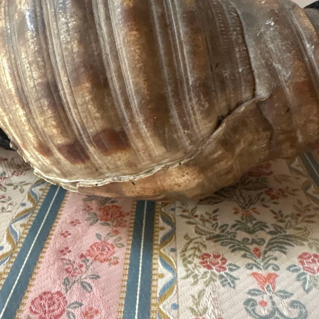 法螺貝 約37cm 大型 ホラ貝 ほら貝