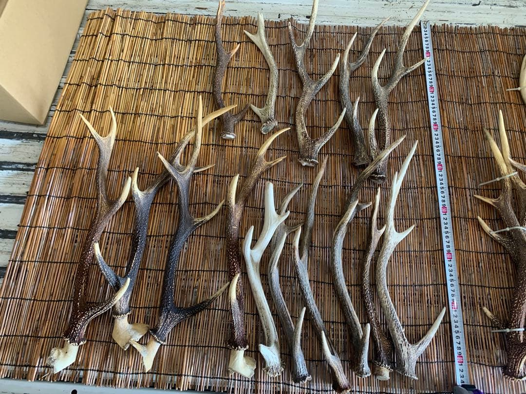 ロ*ン様 43本　鹿の角　良質　アクセサリー　パーツ素材　②