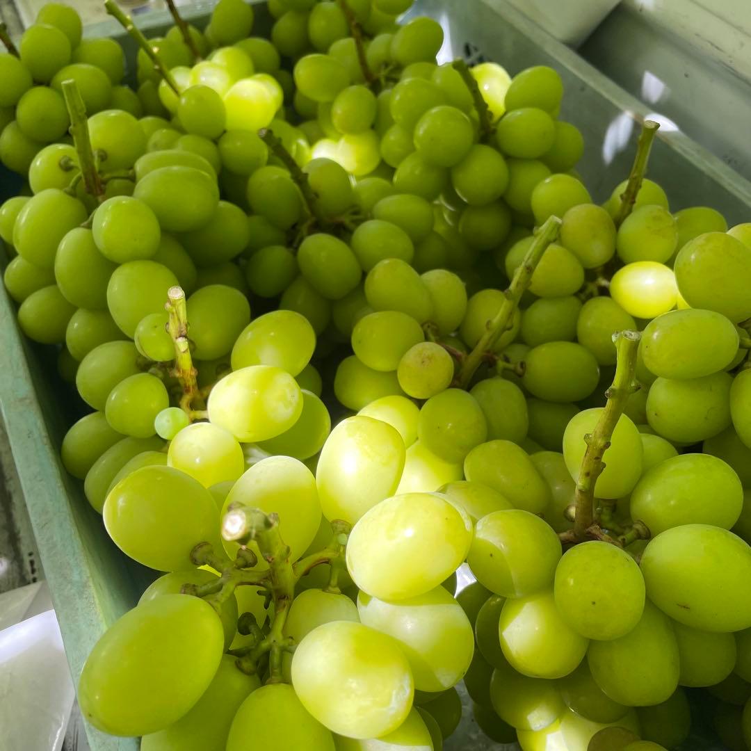 【専用商品】山梨県産大粒のみシャインマスカット 粒売り4kg