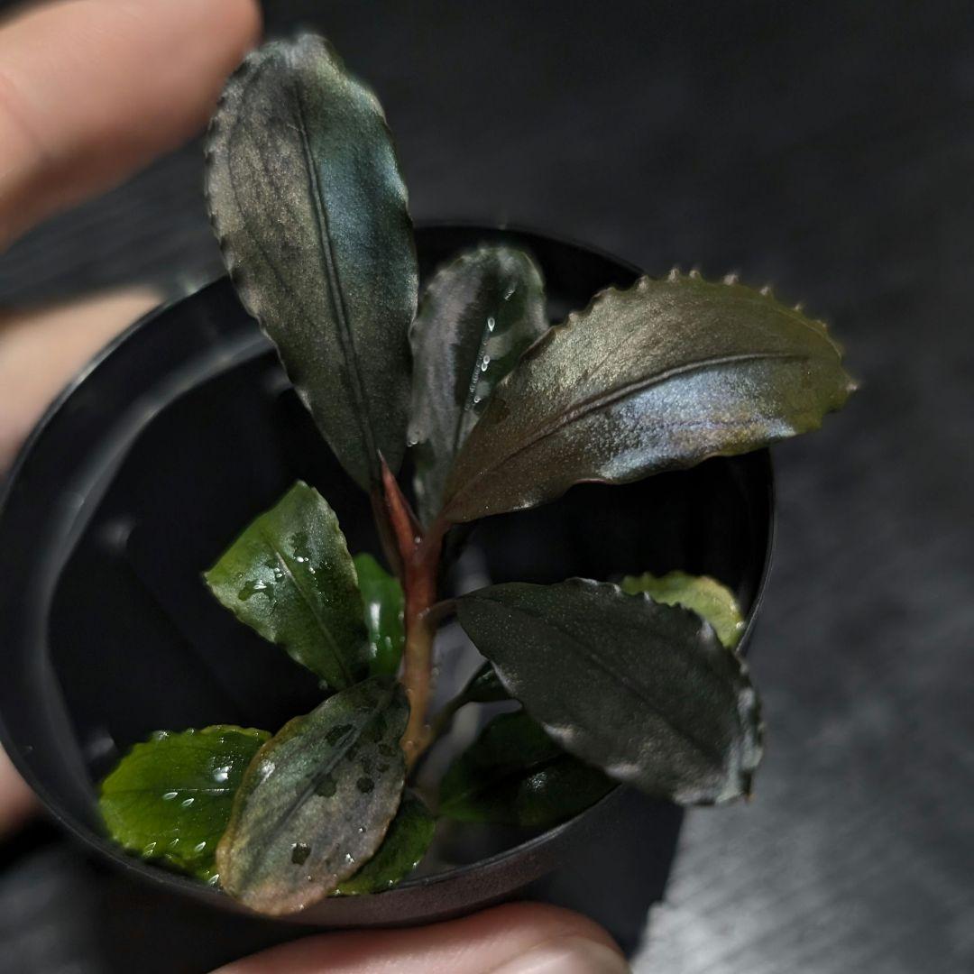 水草 Bucephalandra sp Air terjun Gunung Puis