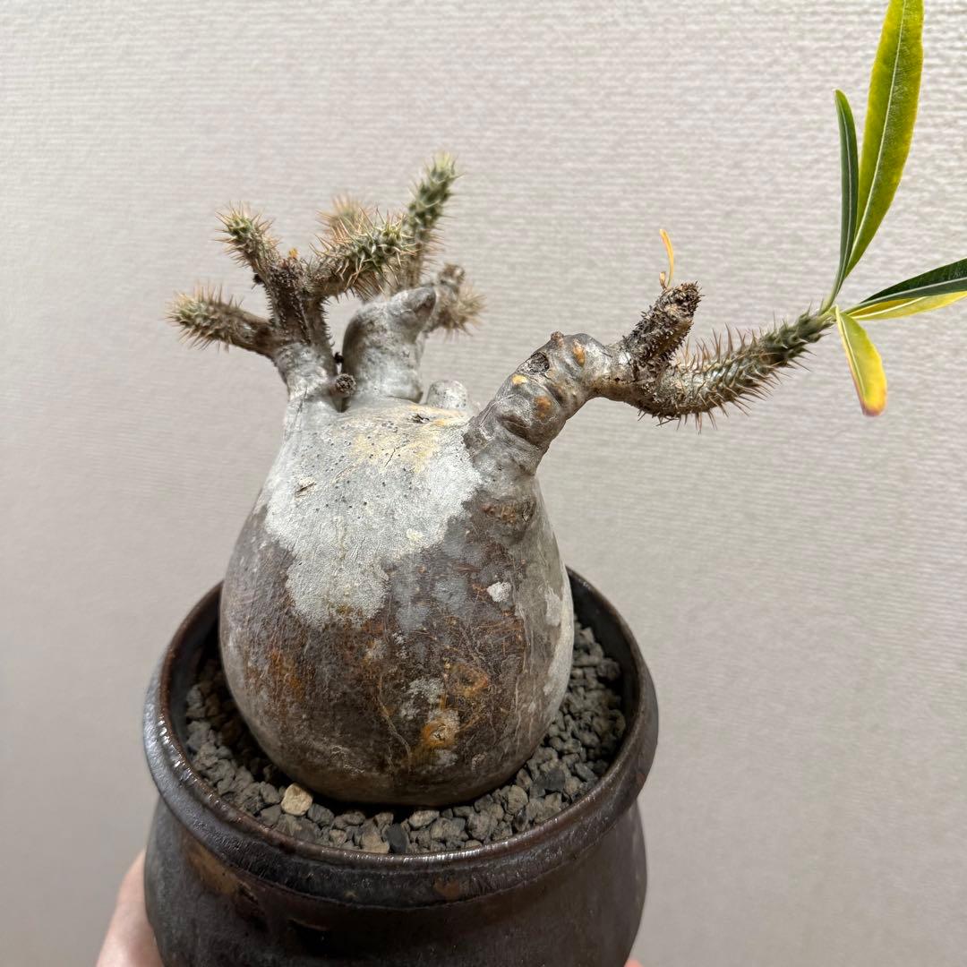 現地球 発根済 パキポディウム グラキリス 塊根幅約10cm 3年管理 姫乃翔太