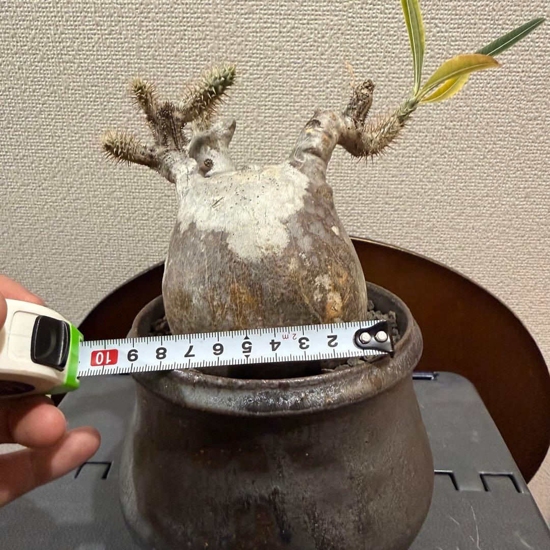 現地球 発根済 パキポディウム グラキリス 塊根幅約10cm 3年管理 姫乃翔太