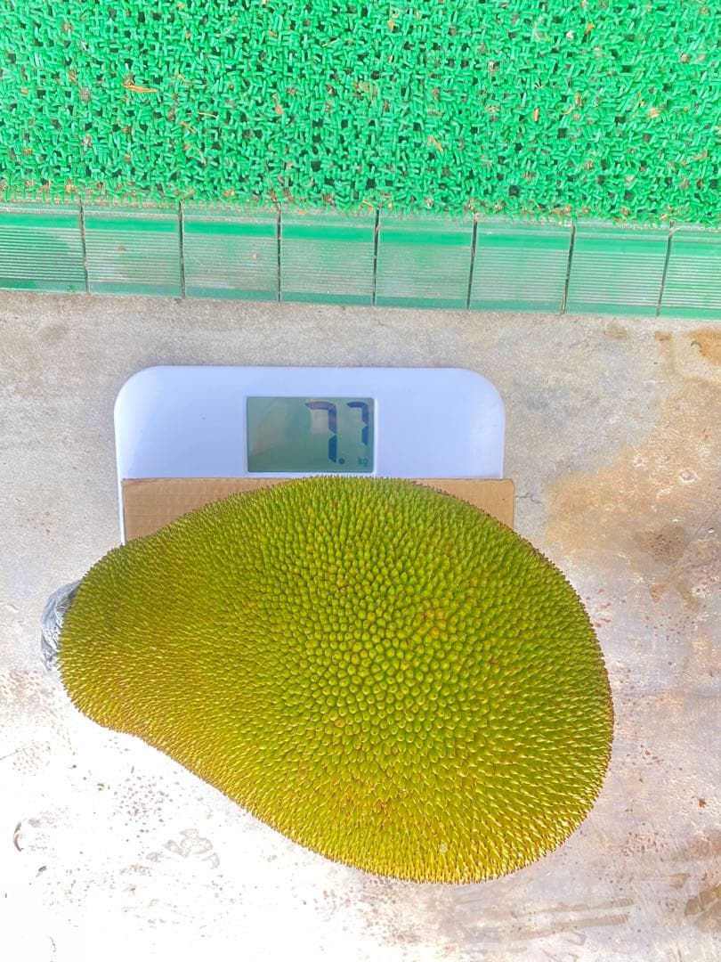 石垣島産 パラミツ ジャックフルーツ 7.7kg